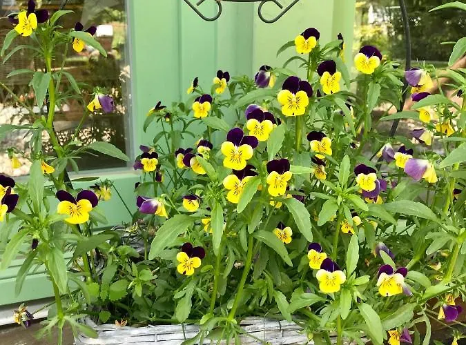 Apartamento Kajüte 1 By Strandgut